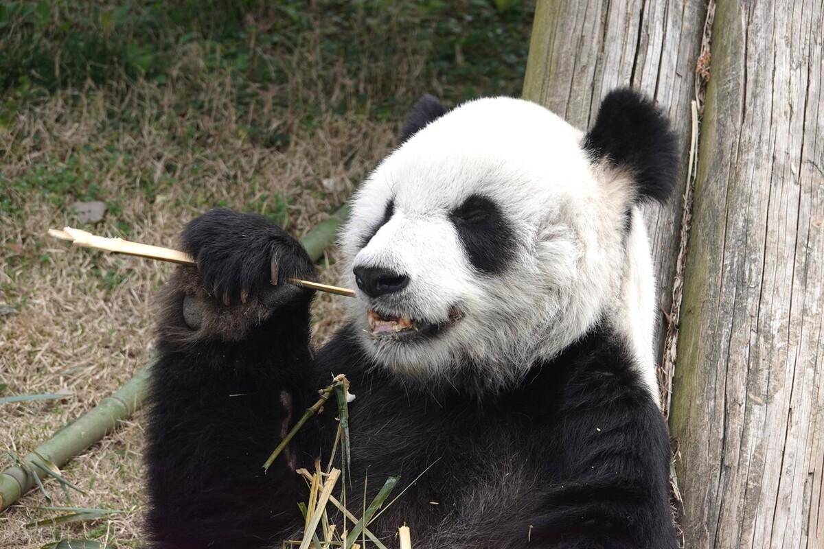  熊猫女王，你味蕾的治愈之旅——Panda Queen冰淇淋加盟