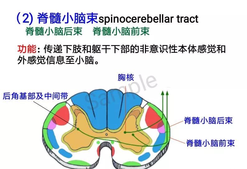 为大脑与脊髓搭建“新路” 我国科学家研发新技术助瘫痪病人恢复行走