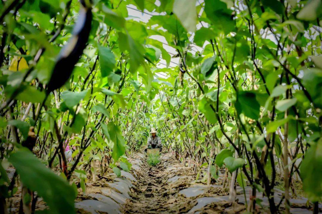 沃野劲吹科技风