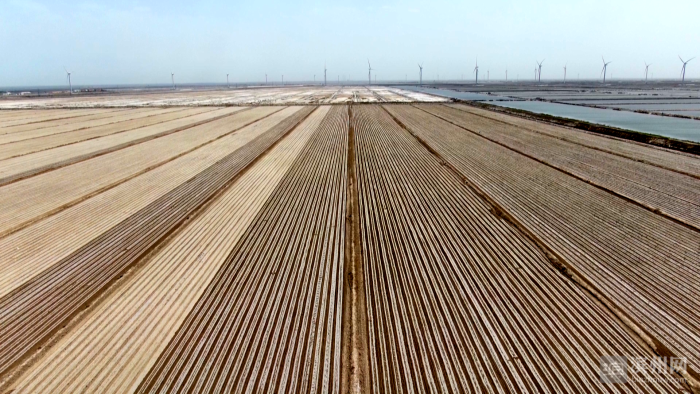 山东滨州：北斗导航引领农业“智”变