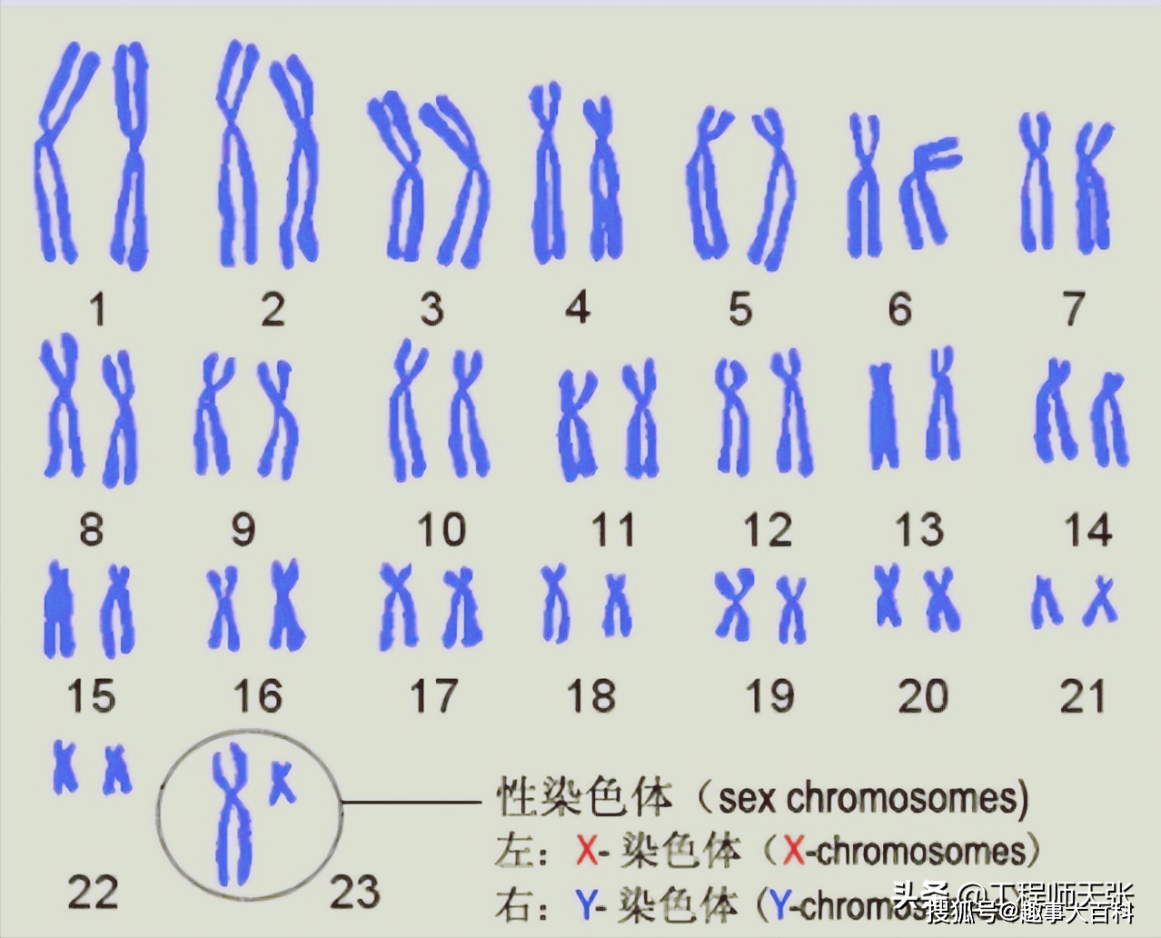 科学与健康|基因组编辑新利器：PCE技术实现染色体“精准编辑”